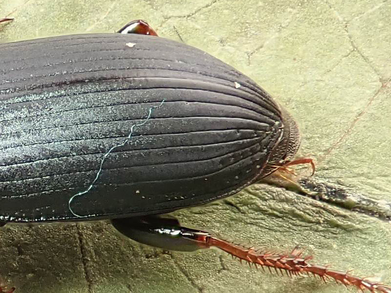 Carabidae: Harpalus affinis ?? no, Harpalus rubripes